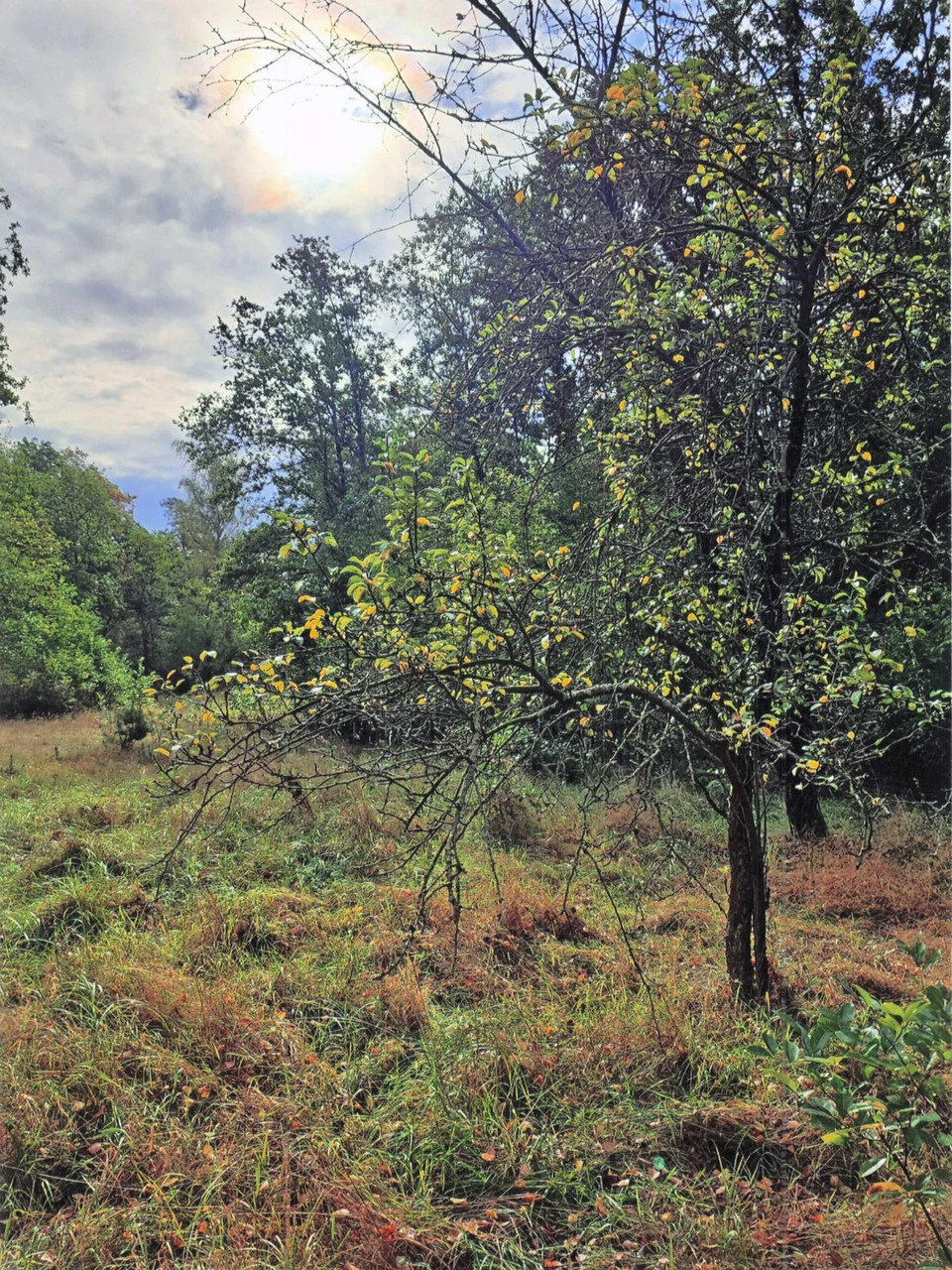 Wilder Obstbaum und hohes Gras im Obstgarten am Seehof