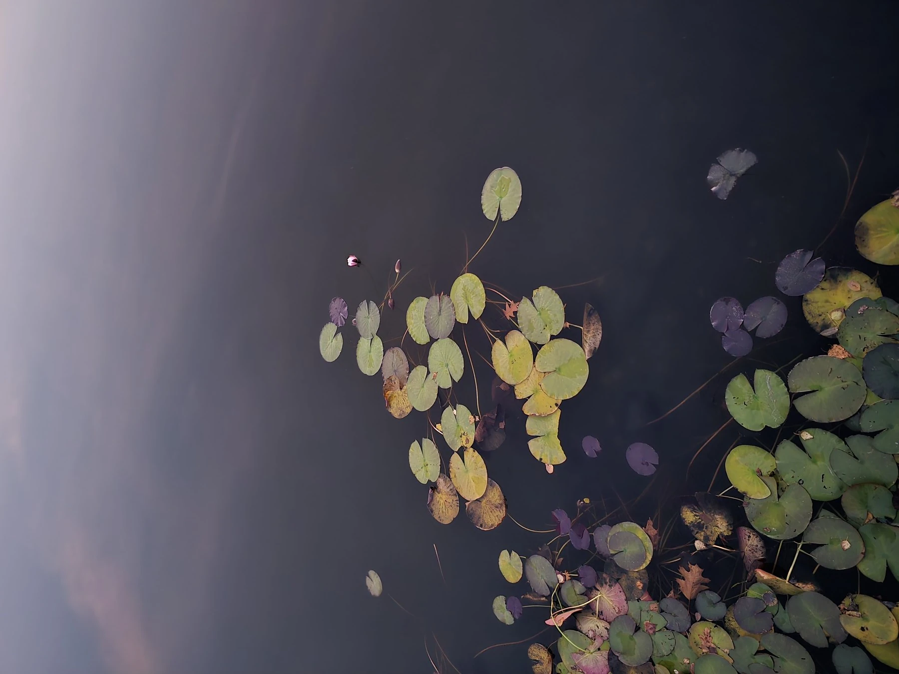 Nahaufnahme treibender Seerosenblätter auf dunklem Wasser im Abendlicht mit rosa Knospe