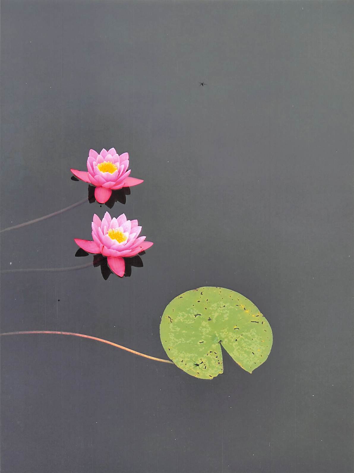 Seerose auf dem Deulowitzer See