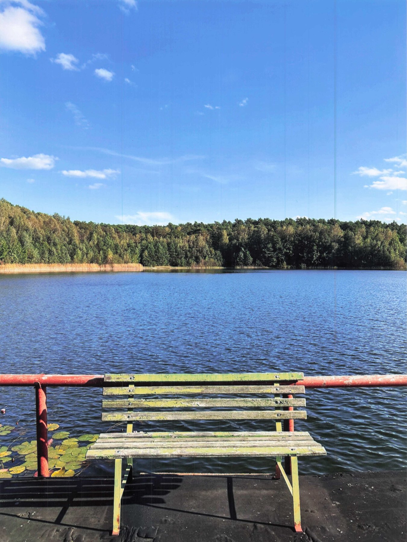 Holzbank am Steg des Deulowitzer Sees mit Seerosen